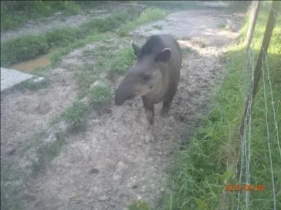 Poisson (gadidé) voisin de la morue !