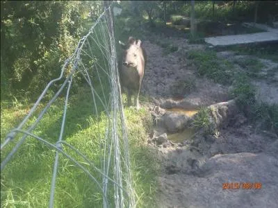 Petit crustacé sauteur que vous dérangez en vous prélassant sur la plage !