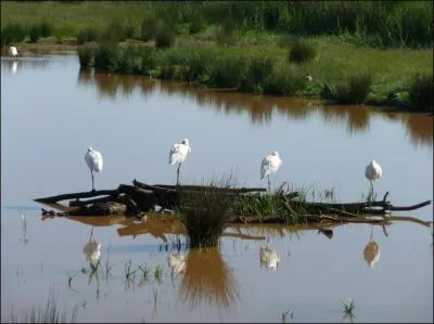 Les amoureux des oiseaux seront comblés en visitant le parc ornithologique du Teich mais dans quel département aquitain est-il situé ?