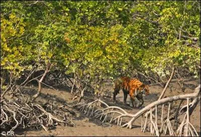 En Inde, les gardes-chasses possèdent des auxiliaires dissuasifs pour protéger les tigres du Bengale des braconniers. Lesquels ?