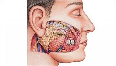 De quelle maladie les glandes parotides sont-elles la cible ?