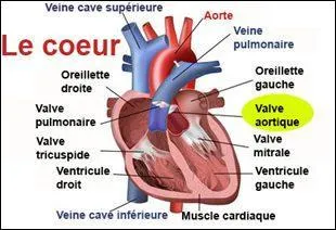Les valves cardiaques ont combien de clapets ?