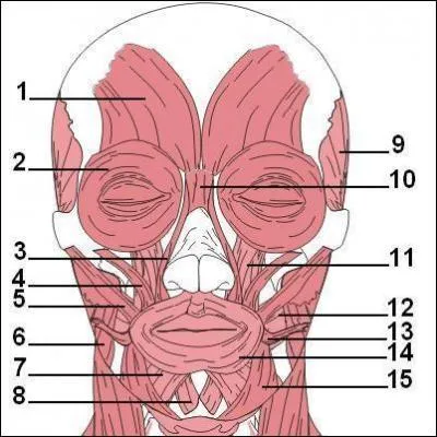 Quel muscle du visage concerne le muscle orbiculaire ?