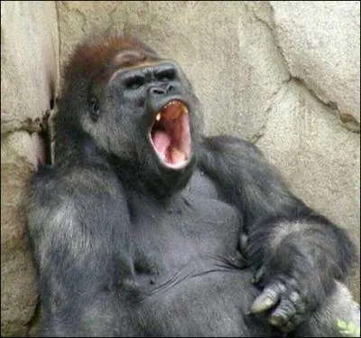 Le verbe qui qualifie l'action d'ouvrir la bouche en grand, est l'anagramme du nom de l'inventeur...