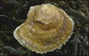 Le nom de cette variété d'huître plate est l'anagramme du nom...