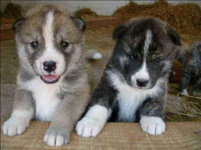 Une sauce à base d'ail pilé et d'huile d'olive est un "aïoli".