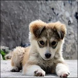 Le vannier confectionne des paniers, des corbeilles, en entrelaçant des tiges "d'ajonc".