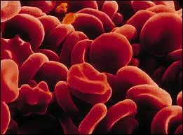 Qui a dit : ''Je suis sarkozyste jusqu'au bout des globules ! ''