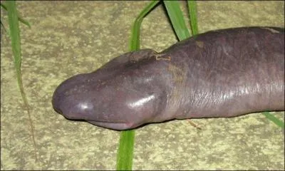 Il existe un amphibien appelé le serpent pénis !
