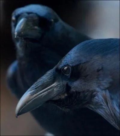 Vous n'allez pas me croire, mais ces oiseaux, les corbeaux, sont capables de réfléchir !