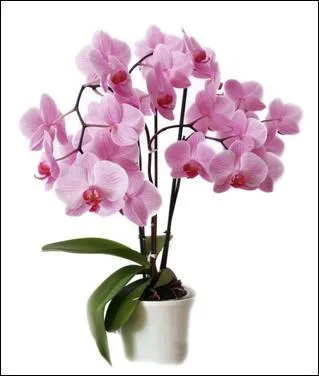 Combien d'années de mariage faut-il pour se voir offrir une orchidée ?