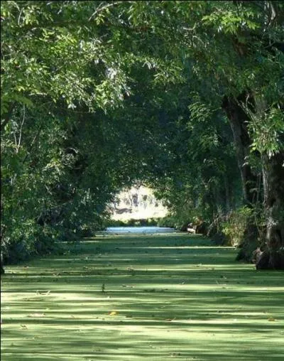 Tr&egrave;s &eacute;tonnamment, il n'y a, &agrave; ce jour, qu'une seule "Venise verte". O&ugrave; la trouve-t-on ?