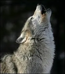 Que signifie l'expression  hurler avec les loups  ?