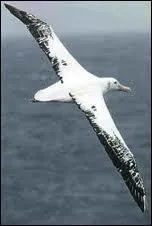 Quel est cet oiseau, connu pour tre le plus grand et le plus lourd reprsentant de son espce ?