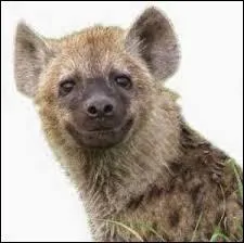 Sur quoi est allongée la hyène charognarde ?