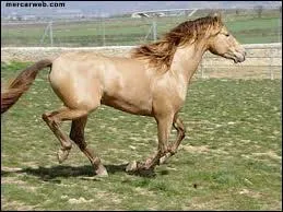 Quelle est cette robe rare ?