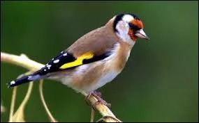 Dans la mythologie grecque, qui dressait les oiseaux du lac Stymphale ?