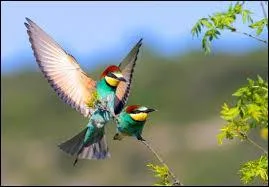 D'après la légende, que va-t-il vous arriver si vous regardez un oiseau Minka ?