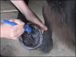 Pourquoi graisse-t-on les pieds du cheval ?