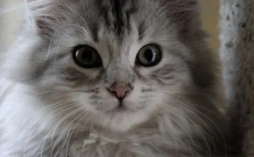 Quiz Erin hunter