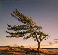 On dit qu'il dure 3, 6 ou 9 jours, Roland le dirige et il est parfois gagnant...