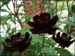 Comment s'appelle cette fleur au parfum particulier ?