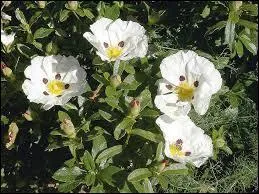Quelle est la particularité des fleurs appelées "cistes" ?