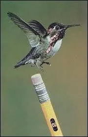 Quelle est la particularité du colibri d'Elena ?