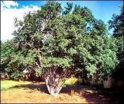 Pourquoi l'arbre appelé "Jaboticaba" n'est-il pas ordinaire ?