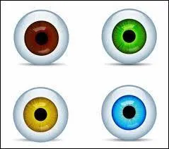 Attention à l'orthographe ! 
Que veut dire "eyeball" en français ?