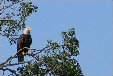 De quelle fable est issue le vers « Si votre ramage ressemble à votre plumage, vous êtes le phénix des hôtes de ces bois »  ?