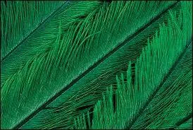 Quel héros mythique s'est collé des plumes pour voler et a fini tragiquement  ?