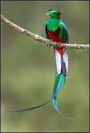 Qui se cramponne à une plume pour réaliser une grande tâche  ?