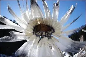 Lors d'une cérémonie des Oscars restée fameuse dans l'histoire du cinéma, « Petite plume » (Little feather), une indienne, est venue en costume typique refuser l'Oscar pour quel célèbre acteur  ?