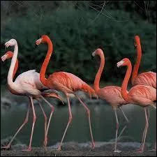 Parmi les plus belles images africaines, il y a la vue de centaines de flamants roses sur l'eau et dans le ciel. Pour quelles raisons leurs plumes sont-elles roses  ?