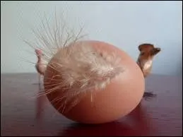 « Plume d'oeuf » est un personnage de bande dessinée. Dans la liste, quelle est l'une de ses particularités  ?