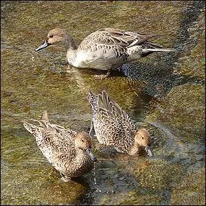 Pourquoi les oiseaux nageurs ne se mouillent-ils pas  ?