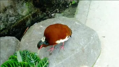 Retrouvez le nom d'une déesse ou d'un dieu égyptien !