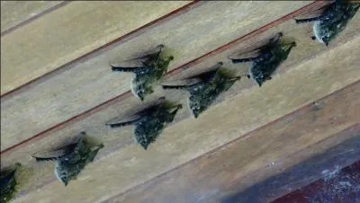 Que voyez-vous sur la photo ?