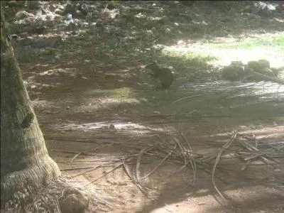 On trouve énormément d'agoutis, rongeurs amazoniens, sur les Iles du Salut, en Guyane, de ces trois personnages, lequel vous parle ?