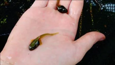 Trouvez le bon verbe, inspiré par la photo !