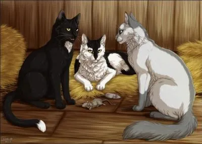 Parfois, dans cette ferme du félin où Nuage de Jais loge à présent, Etoile de Feu vient souvent. 
De quoi grouille la grange ?