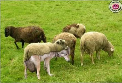 Quel musicien a créé 'Pierre et le loup' ?