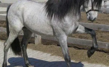 Quiz Galop 1
