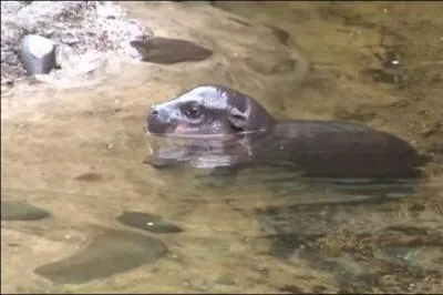Adulte, le mâle de cette espèce ne dépasse pas 275 kg, quel est son nom ?