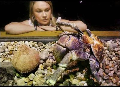 Trouve le nom de cet animal bizarre !