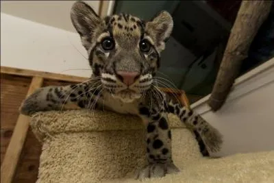 Si tu veux voir ce félin, prends l'avion pour l'Asie !