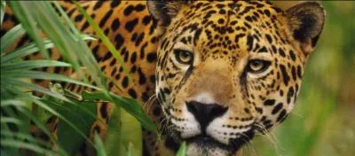 En ce qui concerne ce félin, tu peux l'apercevoir en Guyane française, un conseil, le soir, fais rentrer tes chiens !