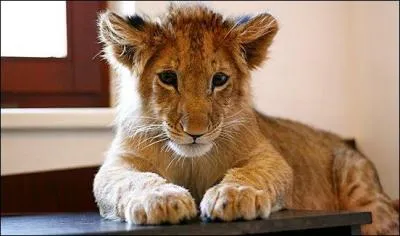 Regarde bien la photo, l'animal est facile à trouver !