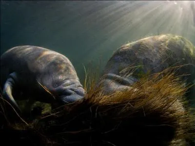 C'est un animal marin assez pacifique, il serait à l'origine du mythe des sirènes !